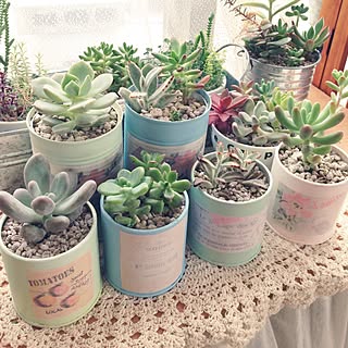 多肉植物 室内ガーデニングのインテリア実例 Roomclip ルームクリップ