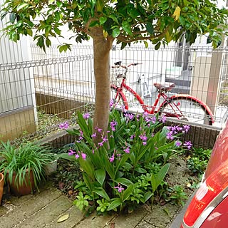 フッキソウのインテリア実例 Roomclip ルームクリップ