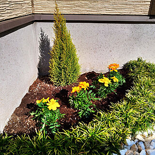 花壇 マリーゴールドのインテリア実例 Roomclip ルームクリップ