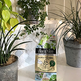 モニター参加中/モニター商品/モニター当選/BotaNice/多肉植物...などのインテリア実例 - 2019-04-27 19:39:00