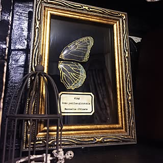 棚 ヴンダーカンマーのインテリア実例 Roomclip ルームクリップ