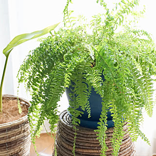 部屋全体/植木鉢/植木鉢カバー/シダ植物/ボストンファーン...などのインテリア実例 - 2017-10-11 22:14:14