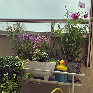 秋のベランダガーデンのインテリア実例 Roomclip ルームクリップ