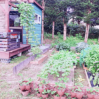 家庭菜園 レイズドベッドのインテリア実例 Roomclip ルームクリップ 家庭菜園 レイズドベッドのインテリア実例 Roomclip ルームクリップ