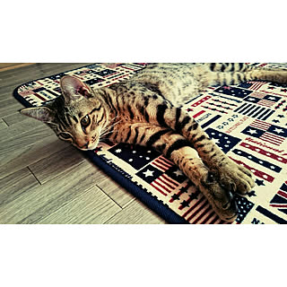 アンティークという名の猫/ヒョウ柄/ヒョウ柄猫/猫と暮らす/オシキャット...などのインテリア実例 - 2018-06-26 15:50:48