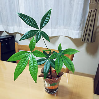 机/カラーサンドアート/カインズ観葉植物/観葉植物のある暮らし/パキラ...などのインテリア実例 - 2020-01-24 20:14:06
