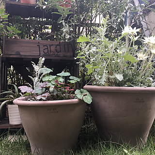 寄せ植え フランネルフラワーのインテリア実例 Roomclip ルームクリップ