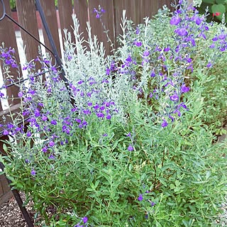 チェリーセージ いいね ありがとうございます のインテリア実例 Roomclip ルームクリップ