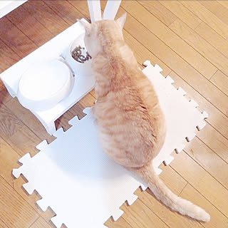 エサ台のインテリア実例 Roomclip ルームクリップ