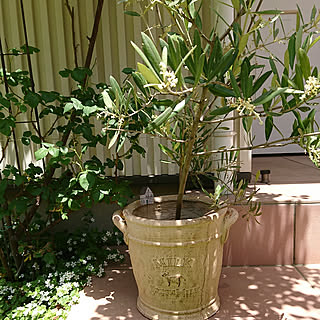 壁/天井/庭/緑のある暮らし/オリーブの鉢植え/オリーブ...などのインテリア実例 - 2019-08-08 18:45:52