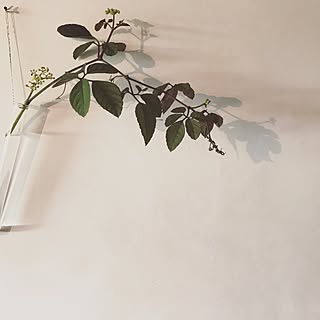 花 影のおしゃれなアレンジ 飾り方のインテリア実例 Roomclip ルームクリップ