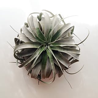植物のある部屋/観葉植物/エアプランツ/キセログラフィカ/真上からのインテリア実例 - 2013-08-09 21:37:41