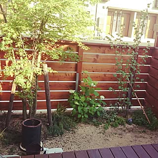 紫陽花 イロハモミジのインテリア実例 Roomclip ルームクリップ