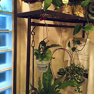 コウモリラン 水苔のインテリア実例 Roomclip ルームクリップ コウモリラン 水苔のインテリア実例 Roomclip ルームクリップ