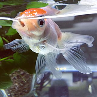ペット 金魚のインテリア レイアウト実例 Roomclip ルームクリップ