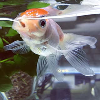 ペット 金魚のインテリア レイアウト実例 Roomclip ルームクリップ ペット 金魚のインテリア レイアウト実例 Roomclip ルームクリップ
