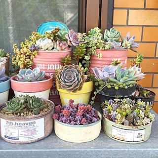 Ikea 多肉棚のインテリア実例 Roomclip ルームクリップ