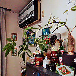 パキラの成長速度はんぱないのインテリア実例 Roomclip ルームクリップ