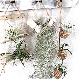 エアプランツホルダーのインテリア実例 Roomclip ルームクリップ