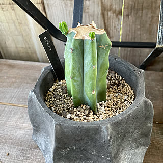 サボテン胴切り サボテン再生中のインテリア実例 Roomclip ルームクリップ サボテン胴切り サボテン再生中のインテリア実例 Roomclip ルームクリップ