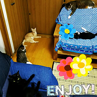 ねこと暮らす/完全室内飼い/猫大好き♥/ねこも家族♥/あっくん♂...などのインテリア実例 - 2017-07-30 21:31:08