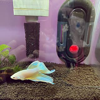 熱帯魚 ベタのいる暮らしのインテリア実例 Roomclip ルームクリップ