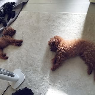 シニア犬のインテリア実例 Roomclip ルームクリップ シニア犬のインテリア実例 Roomclip ルームクリップ
