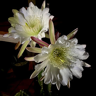 柱サボテンの花のインテリア実例 Roomclip ルームクリップ 柱サボテンの花のインテリア実例 Roomclip ルームクリップ
