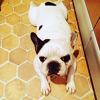 フレンチブルドッグ 壁紙屋本舗のインテリア実例 Roomclip ルームクリップ