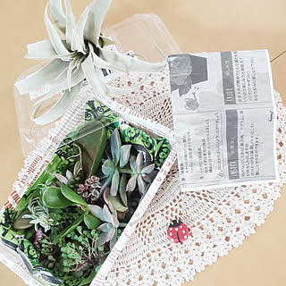 MIHちゃんの素敵便/どうもありがとうございます♡/多肉植物♥︎/リアルてんとう虫/寄せ植が楽しみ♥️...などのインテリア実例 - 2018-10-25 08:17:32