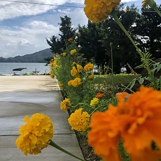 マリーゴールド グリーンのある暮らしのインテリア実例 Roomclip ルームクリップ