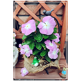 雨ニモマケズ風ニモマケズのインテリア実例 Roomclip ルームクリップ