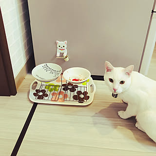 猫 餌台のインテリア実例 Roomclip ルームクリップ