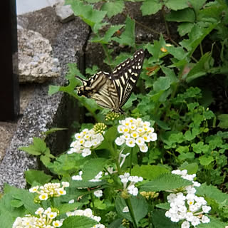 玄関/入り口/小さなお家/嬉しい言葉素敵な気持ち/土日も仕事…ヽ(;▽;)ノ/RCの出会いに感謝♡...などのインテリア実例 - 2018-06-23 21:43:42