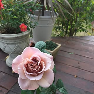 玄関/入り口/カフェラテ/NO GREEN NO LIFE/花のある暮らし/庭...などのインテリア実例 - 2015-11-21 14:46:39