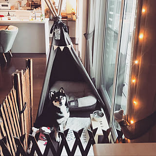 部屋全体/ジュエリーライト/わんちゃんスペース/食事台DIY/ドッグベッド...などのインテリア実例 - 2019-02-25 17:07:11