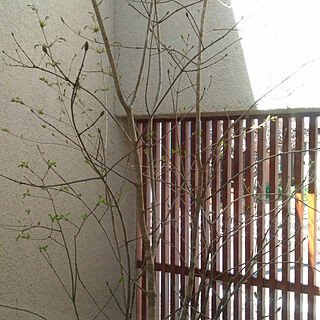 中庭 アオダモの木のインテリア実例 Roomclip ルームクリップ