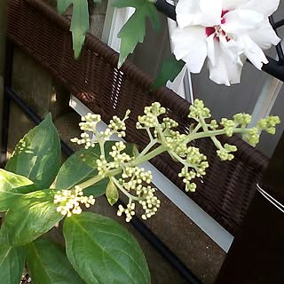 棚/日替わり投稿企画!木曜日/植物/NO GREEN NO LIFE/花のある暮らし...などのインテリア実例 - 2017-07-13 17:45:31