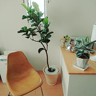 多肉植物 カランコエ ベハレンシスのインテリア実例 Roomclip ルームクリップ 多肉植物 カランコエ ベハレンシスのインテリア実例 Roomclip ルームクリップ