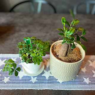 Ikeaの鉢カバー 無印良品のシュガーバインのインテリア実例 Roomclip ルームクリップ