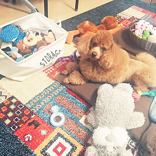 犬のおもちゃ箱のインテリア実例 Roomclip ルームクリップ