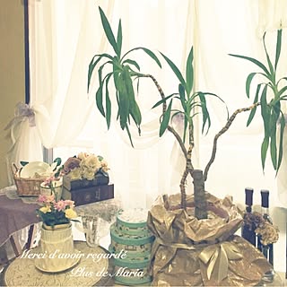 ベッド周り/幸せの木/びん詰め/母の日のお花/日替わり投稿企画!木曜日...などのインテリア実例 - 2017-05-25 18:45:49