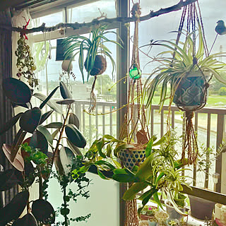 ダイソー苔玉のインテリア実例 Roomclip ルームクリップ ダイソー苔玉のインテリア実例 Roomclip ルームクリップ