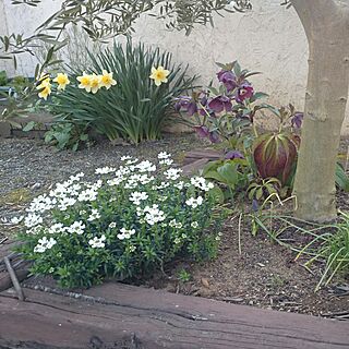 花壇 イベリスのインテリア実例 Roomclip ルームクリップ