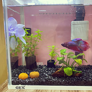 水槽 ベタ飼ってますのおしゃれなアレンジ 飾り方のインテリア実例 Roomclip ルームクリップ 水槽 ベタ飼ってますのおしゃれなアレンジ 飾り方のインテリア実例 Roomclip ルームクリップ