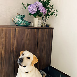 大型犬 大型犬のいる暮らしのインテリア実例 Roomclip ルームクリップ 大型犬 大型犬のいる暮らしのインテリア実例 Roomclip ルームクリップ