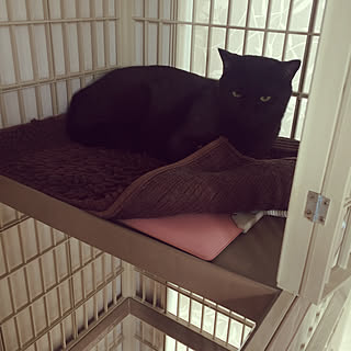 ケージ/ユカペット/ホットカーペット/猫と暮らす/猫部屋のインテリア実例 - 2020-01-03 14:36:38