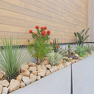 サボテン ドライガーデンのインテリア実例 Roomclip ルームクリップ