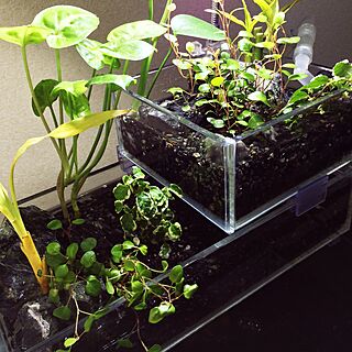 植物 アクアテラリウムのインテリア実例 Roomclip ルームクリップ