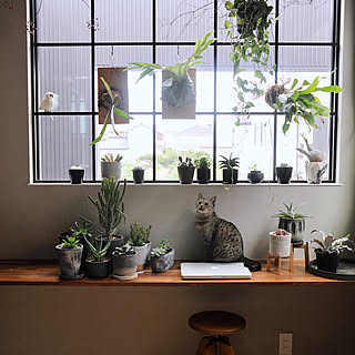 観葉植物 猫と暮らす家のインテリア実例 Roomclip ルームクリップ 観葉植物 猫と暮らす家のインテリア実例 Roomclip ルームクリップ